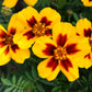 400 Dainty MARIETTA FRENCH MARIGOLD Tagetes Patula Red & Yellow Flower Seeds