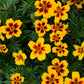 400 Dainty MARIETTA FRENCH MARIGOLD Tagetes Patula Red & Yellow Flower Seeds