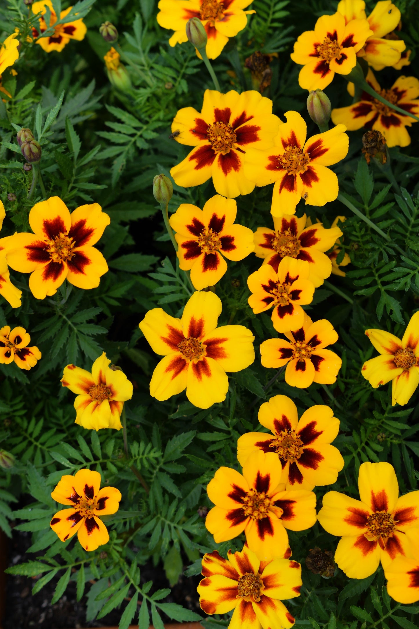 400 Dainty MARIETTA FRENCH MARIGOLD Tagetes Patula Red & Yellow Flower Seeds
