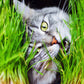 500 Organic CAT GRASS WHEAT Grass Pet Grass Wheatgrass Catgrass Triticum Aestivum Seeds