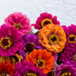250 Mixed Colors ZINNIA ELEGANS Flower Seeds