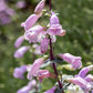 250 LARGE FLOWERED BEARDTONGUE Penstemon Grandiflorus Native Pink Purple Flower Seeds
