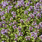 10,000 BULK LEMON THYME Thymus Pulegioides Herb Purple Flower Fragrant Evergreen Seeds