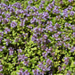 10,000 BULK LEMON THYME Thymus Pulegioides Herb Purple Flower Fragrant Evergreen Seeds