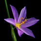 20 GRASSWIDOW Purple-Eyed Grass Sisyrinchium Inflatum syn. Olsynium Douglasii Grass Widows Reddish Purple Ornamental Grass Flower Seeds