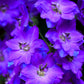 100 BLUE SPIRE LARKSPUR Delphinium Consolida Ambigua Ajacis Flower Seeds