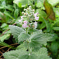 1000 HEIRLOOM CATNIP Nepeta Cataria Herb Flower Seeds