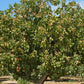 5 PISTACHIO NUT TREE Pistacia Vera Fruit Red Flowers Seeds