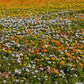 1000 MIXED AFRICAN DAISY ( Cape Marigold / Sun Marigold ) Dimorphotheca Sinuata Flower Seeds