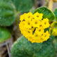 20 YELLOW SAND VERBENA Coastal Abronia Latifolia Arenaria Flower Seeds