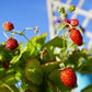 100 VESCA BARON STRAWBERRY Solemacher Berry Fragari Fruit Seeds