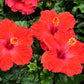 10 Luna RED HARDY HIBISCUS Hibiscus Moscheutos Balhibred Flower Seeds