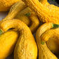 50 YELLOW CROOKNECK SQUASH Summer Cucurbita Pepo Crooked Neck Vegetable Seeds