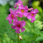 10 Cheron PINK HARDY GLOXINIA Incarvillea Delavayi Flower Seeds