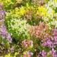 2000 BABY SNAPDRAGON Toadflax Linaria Maroccana Flower Seeds