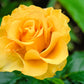 5 YELLOW ROSE Rosa Bush Shrub Perennial Flower Seeds