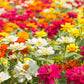 250 ZIN MASTER ZINNIA Mix Elegans Mixed Colors Flower Seeds