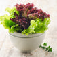 3000 Leaf Lettuce RED SALAD BOWL Lactuca Sativa Vegetable Seeds