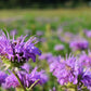 25 BEE BALM MIX Lemon Hummingbird Mint Monarda Didyma Mixed Colors Scarlet, Red, Pink, Purple, Spotted, & Salmon Flower Seeds