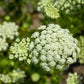 300 LUNAR WHITE CARROT Daucus Carota Vegetable Seeds