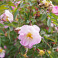 25 PINK SWAMP ROSE Rosa Palustris Flower Shrub Bush ( Average - Wet Soil ) Seeds