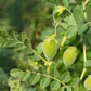 15 CHICK PEA / Garbanzo BEAN Chickpea Cicer Arientum Vegetable Seeds