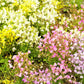 2000 BABY SNAPDRAGON Toadflax Linaria Maroccana Flower Seeds