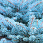 50 Colorado BLUE SPRUCE Tree Picea Pungens Glauca Christmas Tree White Silver Spruce Evergreen Seeds
