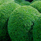 30 AMERICAN BOXWOOD Common Buxus Sempervirens European Box Shrub Seeds