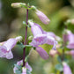 250 LARGE FLOWERED BEARDTONGUE Penstemon Grandiflorus Native Pink Purple Flower Seeds