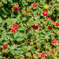 50 Red Indian TUTTIFRUTTI STRAWBERRY Duchesnea Indica Flower Berry Fruit Seed