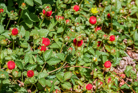 50 Red Indian TUTTIFRUTTI STRAWBERRY Duchesnea Indica Flower Berry Fruit Seed