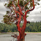10 PACIFIC MADRONE TREE Bearberry Red Arbutus Menziesii Oregon Laurel Seeds