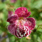 250 TIGER MONKEY Mixed Colors Mimulus Tigrinus Flower Seeds