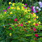 75 MIXED FOUR O CLOCK aka Marvel of Peru Mirabilis Jalapa Flower Seeds