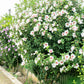 50 Mixed Colors ROSE Of SHARON HIBISCUS Syriacus Flower Tree Bush Seeds Mix