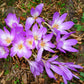 10 AUTUMN CROCUS Colchicum Autumnale Meadow Saffron Flower Seeds