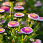 50 HI No MARU ASTER Double Red & White Callistephus Pompon Flower Seeds