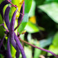 40 Royalty PURPLE POD BEAN Phaseolus Vulgaris Vegetable Seeds