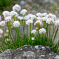 50 SEA THRIFT Armeria Maritima California Sea Pink Cliff Rose Cushion Pink Lavender Native Maritime Flower Seeds