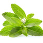 50 STEVIA ( Sweetleaf / Sweet Leaf / Sugarleaf ) Stevia Rebaudiana Sugar Flower Herb Seeds