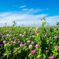 1500 RED CLOVER Monarchs Trifolium Pratense Rose Mauve Flower Ground Cover Seeds
