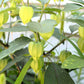 200 GRANDE Rio VERDE TOMATILLO Green Physalis Ixocarpa Vegetable Seeds