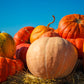 25 MAMMOTH GOLD PUMPKIN Cucurbita Maxima Carving Pie Vegetable Seeds