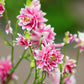 25 NORA BARLOW Pink COLUMBINE Aquilegia Caerulea Flower Seeds