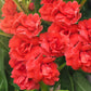 100 Mixed Dwarf TOM THUMB IMPATIENS Balsamina - Sun or Shade - Double Purple, Red, White, Pink, & Orange Flower Seeds