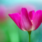 100 PURPLE Gleam CALIFORNIA POPPY Eschscholzia Californica Flower Seeds