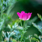 100 PURPLE Gleam CALIFORNIA POPPY Eschscholzia Californica Flower Seeds