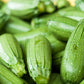 30 GRAY ZUCCHINI Heirloom Summer Bush Squash Cucurbita Pepo Vegetable Seeds