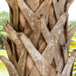 10 Hardy SABAL PALM TREE Cabbage Palmetto Flower Seeds